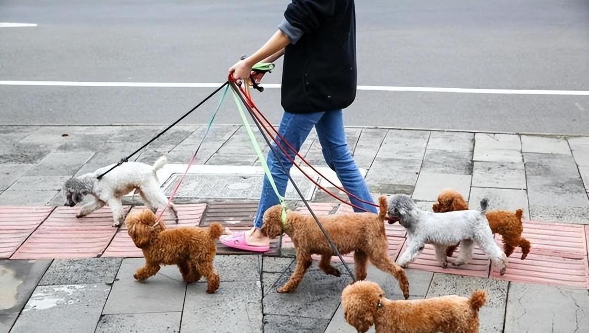 7777888888免费四肖和7岁男孩遭3只犬撕咬与7岁男孩遭3只犬撕咬怎么办